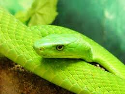 green mamba snake