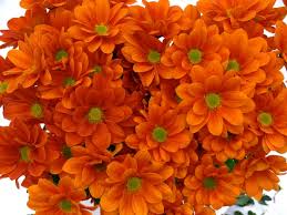 orange daisies