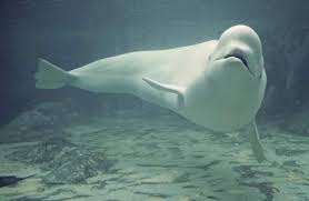 white whale