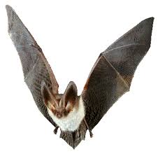 IMAGE(http://t3.gstatic.com/images?q=tbn:tzcTGIFtFZwx3M:http://www.bat.ru/image/bat.gif)