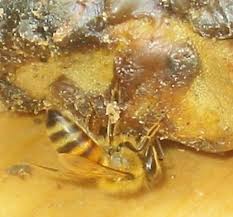PROPOLIS