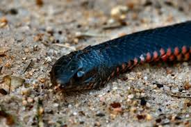 venomous black snake