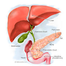 Illustration of the Pancreas,