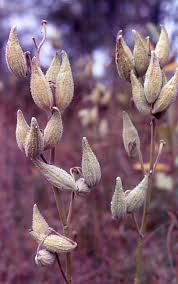 common milkweed pictures