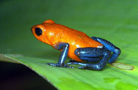 Costa Rica Poison Dart Frog