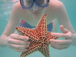 starfish