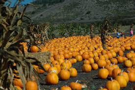 File:Pumpkin Patch.jpg