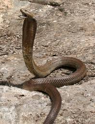 worlds biggest cobra