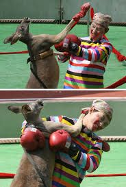 kangaroo