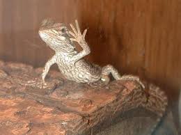 pet lizards