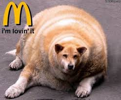 fat dog