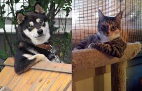 cool cat pictures