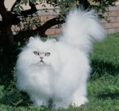 long hair cat breeds