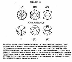 capsid