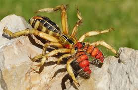 camel spiders