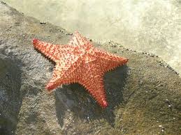 starfish