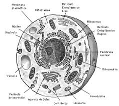 celula plasmatica
