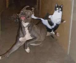 funny cats and dogs