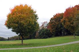 Prospect Park, Brooklyn, NY.