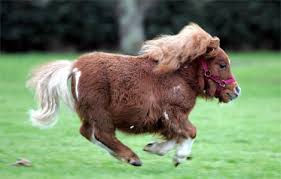 miniature horse farm
