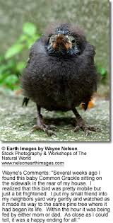 pictures wild baby birds