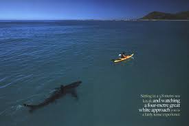 White Shark Trust for Research