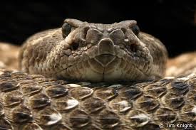 venomous snakes