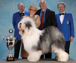 best in show