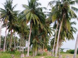 pictures coconut trees