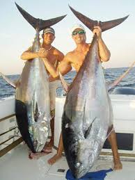 biggest tuna fish