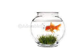 goldfish bowl pictures