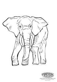 mammal coloring pictures