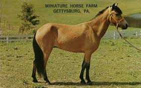 miniature horse farm