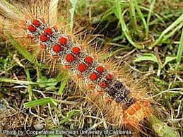 gypsy moth caterpillar pictures