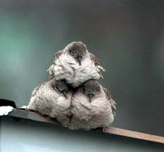 cute birds