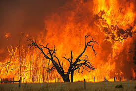 victorian bushfires