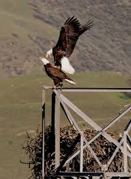 golden eagle breeding