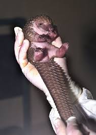 A baby pangolin!