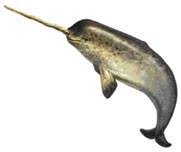 The narwhals