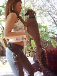 italian greyhound