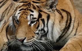 tiger wallpapers