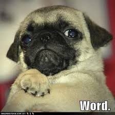 funny dogs