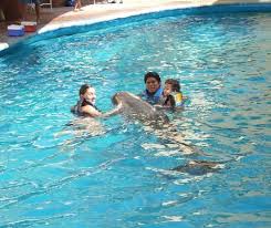 real dolphins