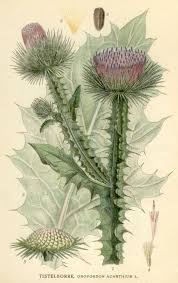 scottish thistle symbol