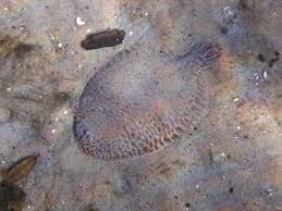 flounder