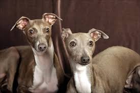 italian greyhound