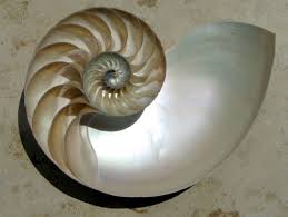 nautilus fossils