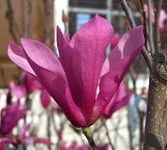 pictures tulip trees