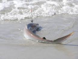 shark fishing pictures