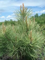 coniferous trees pictures